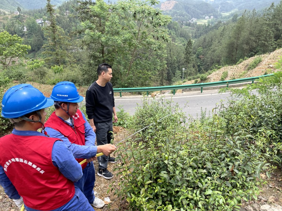 2圖為：協助茶農澆灌茶樹